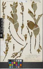 Foto von Salix glandulifera Flod. x Salix hastata L.